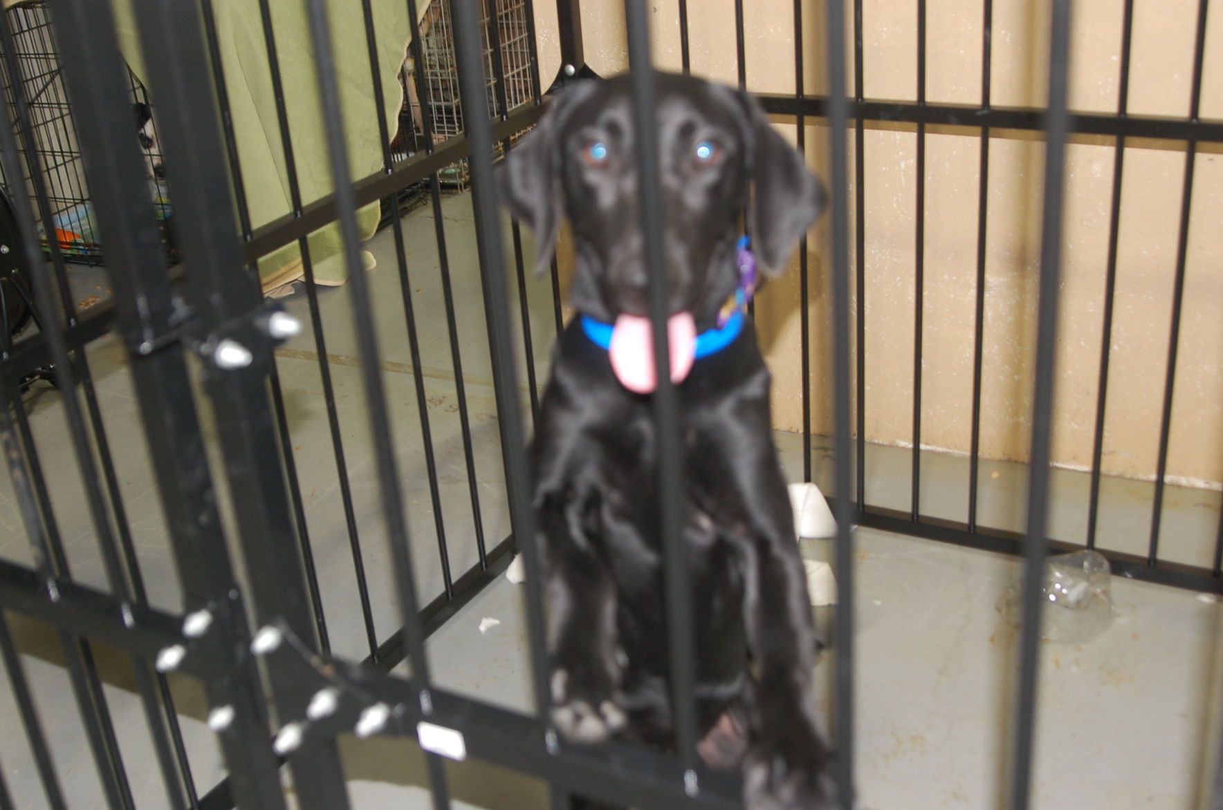 Piedmont animal rescue (11).JPG